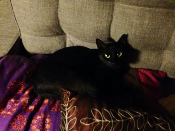 Gato ra a SRD idade 1 ano nome Antonella
