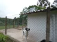 CHICÃO