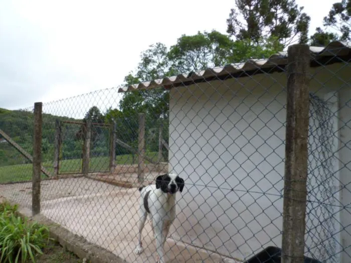 Cachorro ra a SDR idade 6 ou mais anos nome CHICÃO