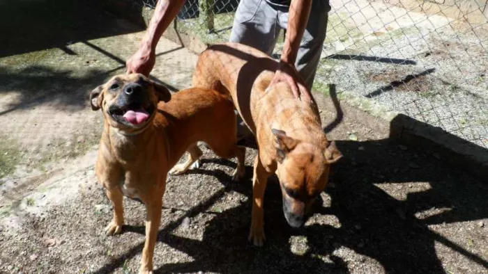 Cachorro ra a SDR idade 6 ou mais anos nome OSCAR e DIANA