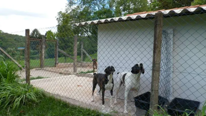 Cachorro ra a SDR idade 6 ou mais anos nome TABATA