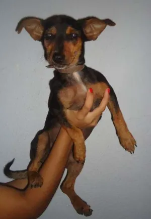 Cachorro raça SRD idade 2 a 6 meses nome Nina