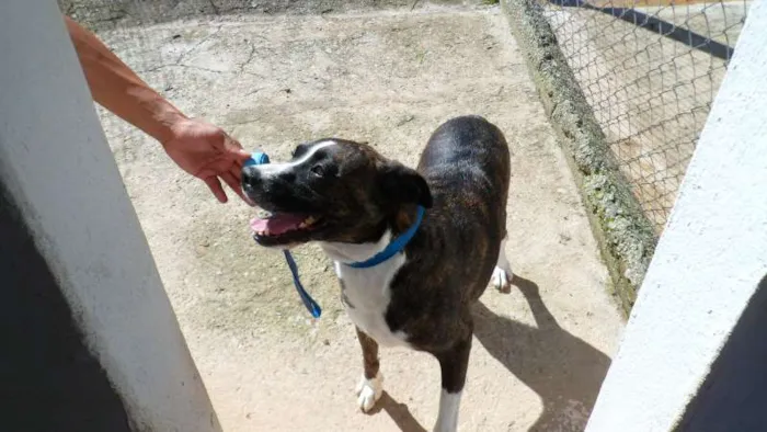 Cachorro ra a SDR idade 6 ou mais anos nome TABATA