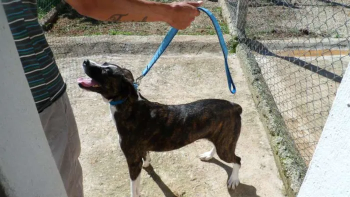 Cachorro ra a SDR idade 6 ou mais anos nome TABATA