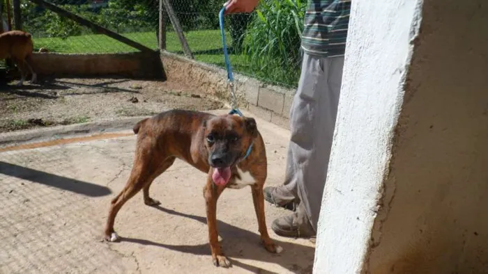 Cachorro ra a SDRA idade 6 ou mais anos nome PENÉLOPE