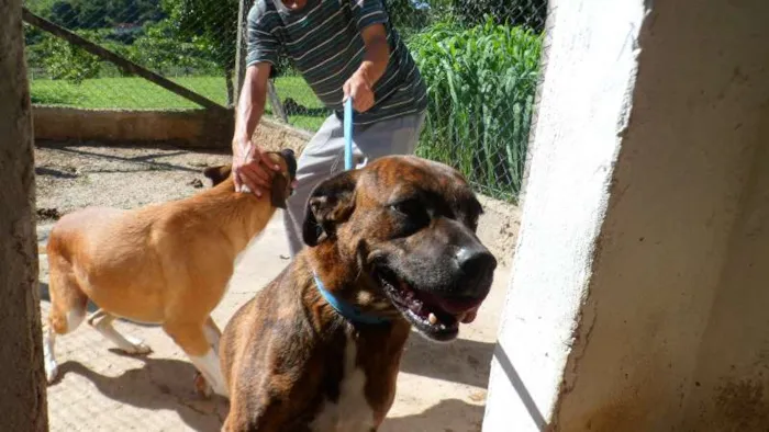 Cachorro ra a SDRA idade 6 ou mais anos nome PENÉLOPE