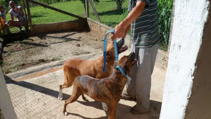 Cachorro ra a SDRA idade 6 ou mais anos nome PENÉLOPE