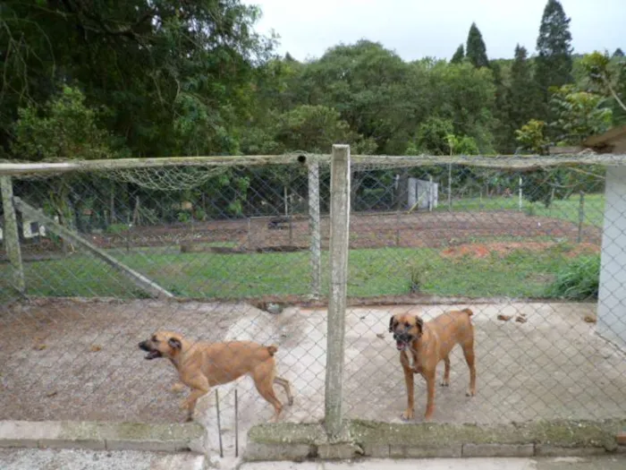 Cachorro ra a SDR idade 6 ou mais anos nome OSCAR e DIANA