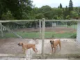 OSCAR e DIANA