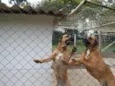 OSCAR e DIANA