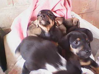 Cachorro ra a SRD idade 2 a 6 meses nome sem nomes