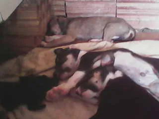 Cachorro ra a SRD idade 2 a 6 meses nome sem nomes