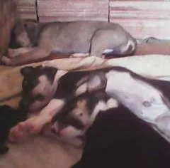 Cachorro ra a SRD idade 2 a 6 meses nome sem nomes