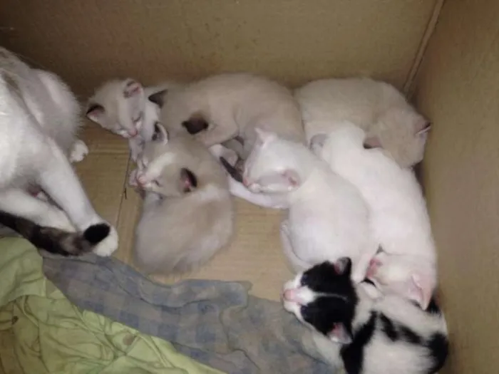Gato ra a SRD idade Abaixo de 2 meses nome Duquesa