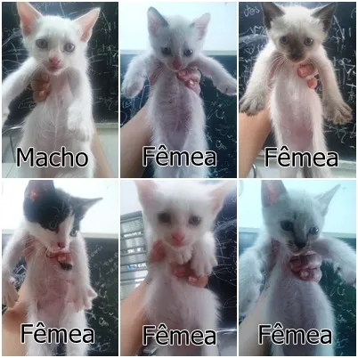 Gato ra a SRD idade Abaixo de 2 meses nome Duquesa