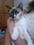 Duquesa