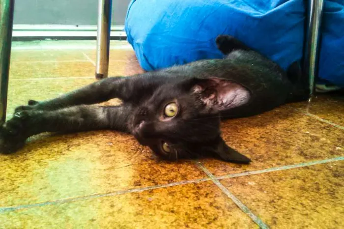 Gato ra a SRD idade Abaixo de 2 meses nome Vlad