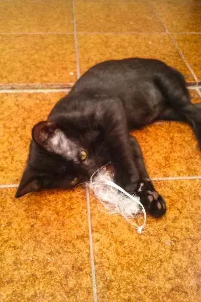 Gato ra a SRD idade Abaixo de 2 meses nome Vlad