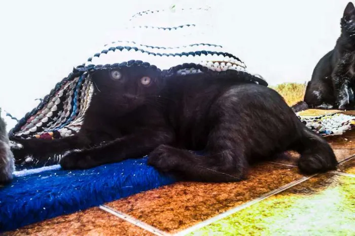 Gato ra a SRD idade Abaixo de 2 meses nome Vlad