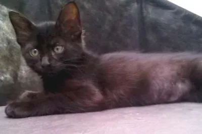 Gato ra a SRD idade Abaixo de 2 meses nome Vlad