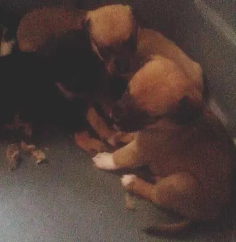 Cachorro ra a  idade Abaixo de 2 meses nome filhotes