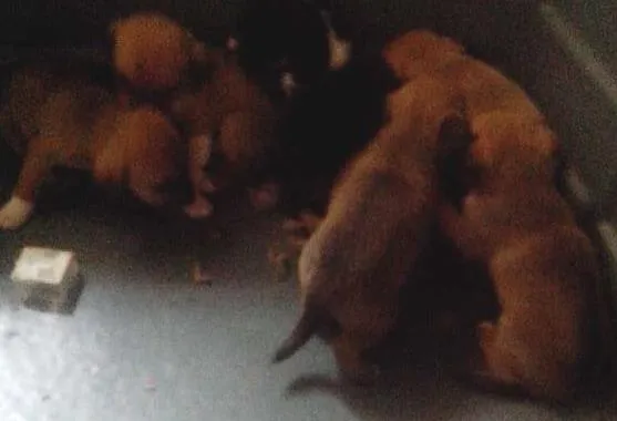 Cachorro ra a  idade Abaixo de 2 meses nome filhotes