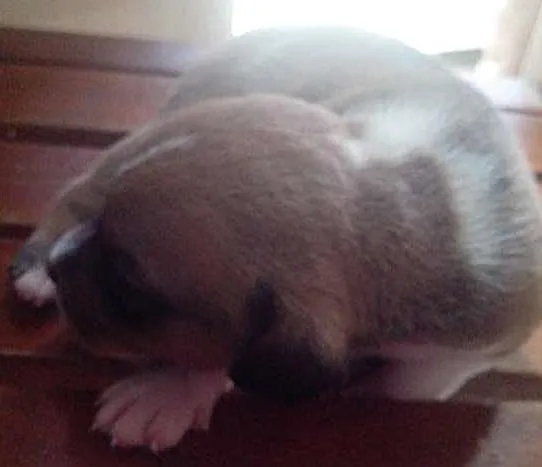 Cachorro ra a  idade Abaixo de 2 meses nome filhotes
