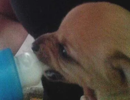 Cachorro ra a  idade Abaixo de 2 meses nome filhotes