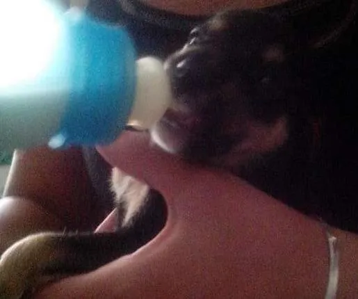 Cachorro ra a  idade Abaixo de 2 meses nome filhotes