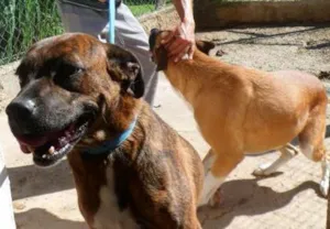 Cachorro raça SDRA idade 6 ou mais anos nome PENÉLOPE
