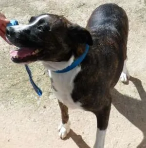 Cachorro raça SDR idade 6 ou mais anos nome TABATA
