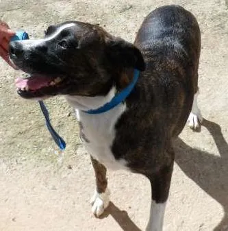 Cachorro ra a SDR idade 6 ou mais anos nome TABATA