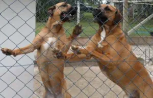 Cachorro raça SDR idade 6 ou mais anos nome OSCAR e DIANA