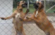 OSCAR e DIANA