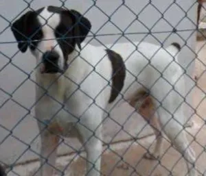 Cachorro raça SDR idade 6 ou mais anos nome CHICÃO