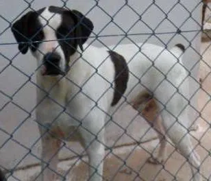Cachorro ra a SDR idade 6 ou mais anos nome CHICÃO