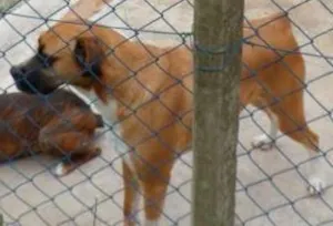 Cachorro raça SDR idade 6 ou mais anos nome IGOR 