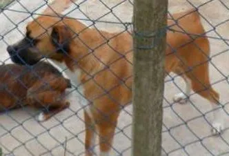 Cachorro ra a SDR idade 6 ou mais anos nome IGOR 
