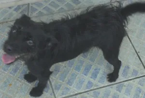 Cachorro raça SRD idade 2 anos nome Neguinha