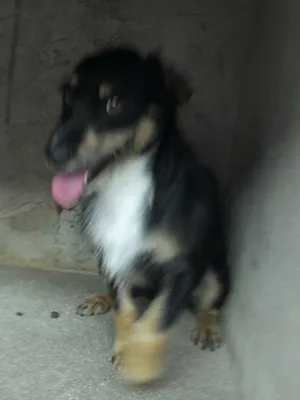 Cachorro raça SRD idade  nome Pity