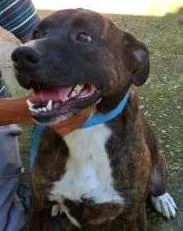 Cachorro raça SRD idade 6 ou mais anos nome NESTOR