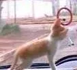 Gato raça SRD idade 2 a 6 meses nome Gatinho