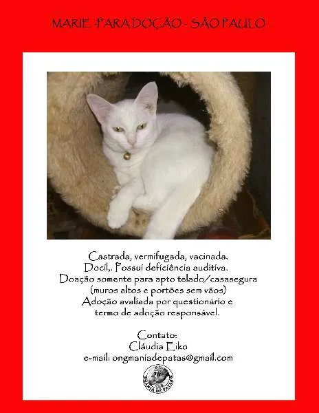 Gato ra a SRD idade 2 anos nome Marie