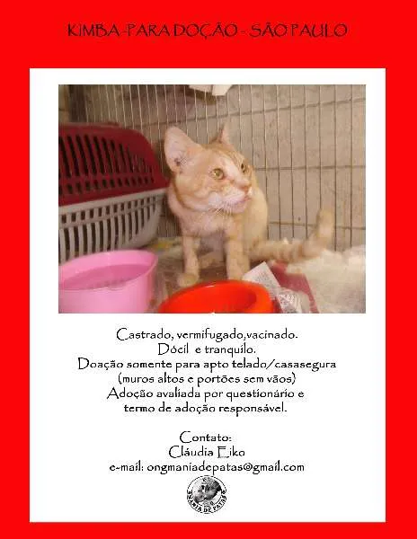 Gato ra a SRD idade 3 anos nome Kimba