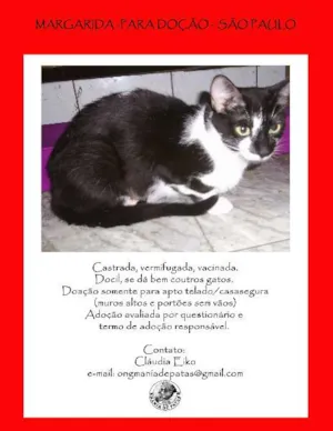 Gato raça SRD idade 2 anos nome Margarida