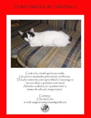 Gato raça SRD idade 2 anos nome Flora