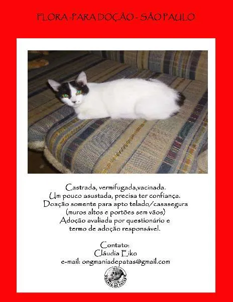 Gato raça SRD idade 2 anos nome Flora