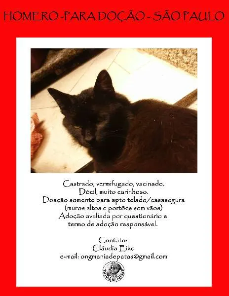 Gato raça SRD idade 5 anos nome Homero