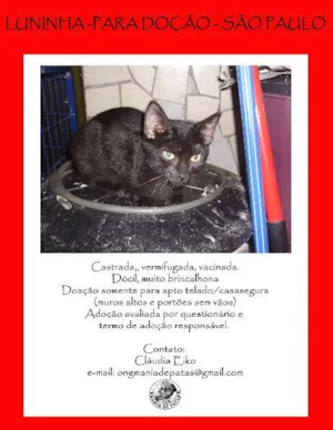 Gato raça SRD idade 2 a 6 meses nome Luninha