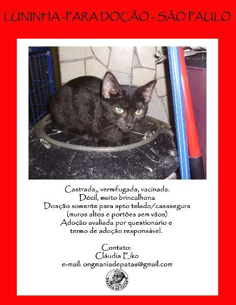 Gato raça SRD idade 2 a 6 meses nome Luninha